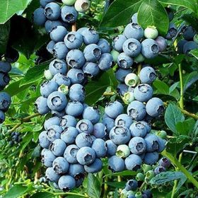 Tüplü Blueberry Yaban Mersini Fidanı