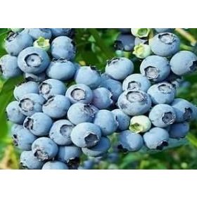 Tüplü Blueberry Yaban Mersini Fidanı