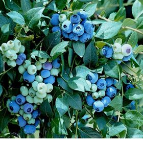 Tüplü Blueberry Yaban Mersini Fidanı