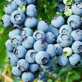 Tüplü Blueberry Yaban Mersini Fidanı