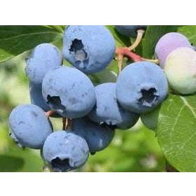 Tüplü Bluegold Yaban Mersini Fidanı