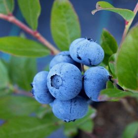 Tüplü Bluegold Yaban Mersini Fidanı
