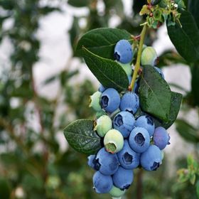Tüplü Bluegold Yaban Mersini Fidanı