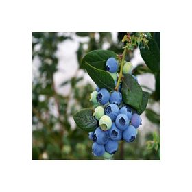 Tüplü Bluegold Yaban Mersini Fidanı