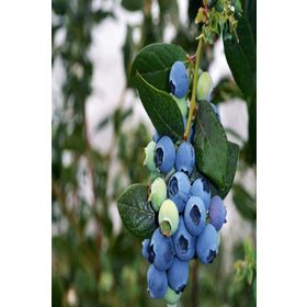 Tüplü Bluegold Yaban Mersini Fidanı