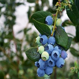 Tüplü Bluegold Yaban Mersini Fidanı