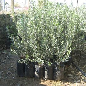 Tüplü Bodur Arbequına Zeytin Fidanı