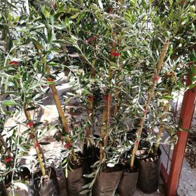 Tüplü Bodur Arbequına Zeytin Fidanı