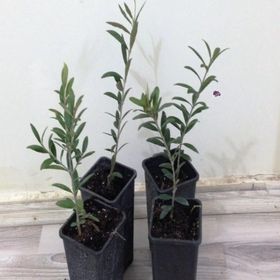 Tüplü Bodur Arbequına Zeytin Fidanı