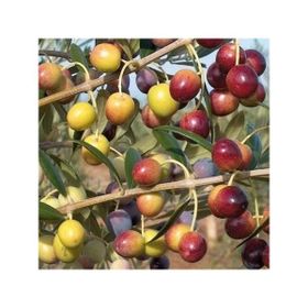 Tüplü Bodur Arbequına Zeytin Fidanı