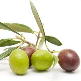Tüplü Bodur Arbequına Zeytin Fidanı