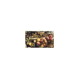Tüplü Bodur Arbequına Zeytin Fidanı