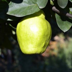 Tüplü Bodur Meyve Verme Durumunda Arbequına Zeytin Fidanı