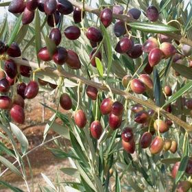 Tüplü Bodur Meyve Verme Durumunda Arbequına Zeytin Fidanı