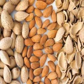 Tüplü Bodur Meyve Verme Durumunda Arbequına Zeytin Fidanı