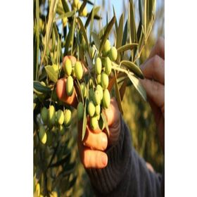 Tüplü Bodur Meyve Verme Durumunda Arbequına Zeytin Fidanı