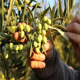Tüplü Bodur Meyve Verme Durumunda Arbequına Zeytin Fidanı