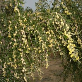 Tüplü Bodur Meyve Verme Durumunda Arbequına Zeytin Fidanı