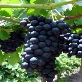 Tüplü Bol Verimli Alphonso Alfons Lavelle Üzüm Asma-Bağ Fidanı