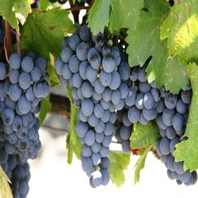 Tüplü Cabernet Sauvignon Üzüm Fidanı