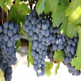 Tüplü Cabernet Sauvignon Üzüm Fidanı