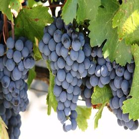 Tüplü Cabernet Sauvignon Üzüm Fidanı
