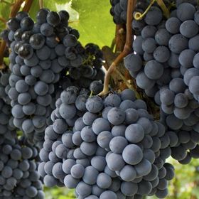 Tüplü Cabernet Sauvignon Üzüm Fidanı