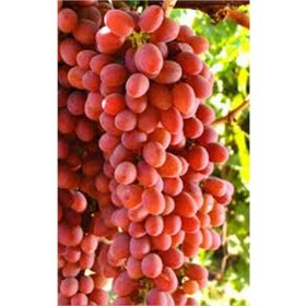 Tüplü Çekirdeksiz İri Crimson Seedless Üzüm Asma-Bağ Fidanı