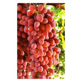 Tüplü Çekirdeksiz İri Crimson Seedless Üzüm Asma-Bağ Fidanı