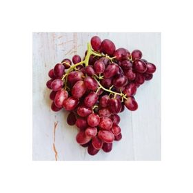 Tüplü Çekirdeksiz İri Crimson Seedless Üzüm Asma-Bağ Fidanı