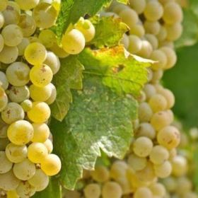 Tüplü Chardonnay Üzüm Asma-Bağ Fidanı