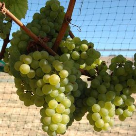 Tüplü Chardonnay Üzüm Asma-Bağ Fidanı