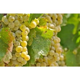 Tüplü Chardonnay Üzüm Asma-Bağ Fidanı
