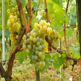 Tüplü Chardonnay Üzüm Asma-Bağ Fidanı