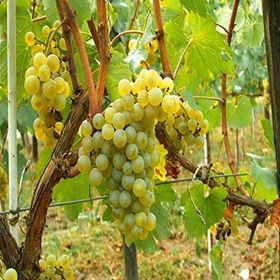 Tüplü Chardonnay Üzüm Asma-Bağ Fidanı