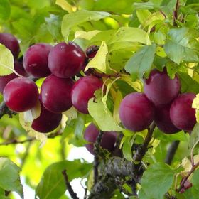 Tüplü Cherry Plum Nadir Mini Meyveli Kiraz Eriği Fidanı