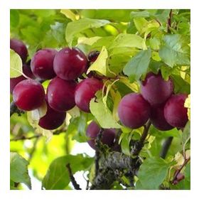 Tüplü Cherry Plum Nadir Mini Meyveli Kiraz Eriği Fidanı