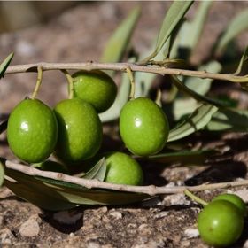Tüplü Çil Topak Tavşan Yüreği Zeytin Fidanı
