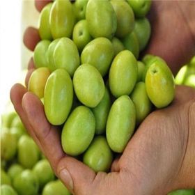 Tüplü Çil Topak Tavşan Yüreği Zeytin Fidanı