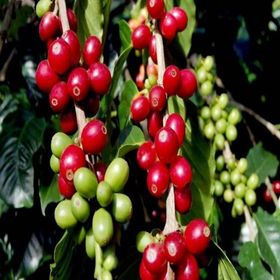 Tüplü Coffea Arabica Kahve Fidanı