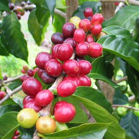 Tüplü Coffea Arabica Kahve Fidanı