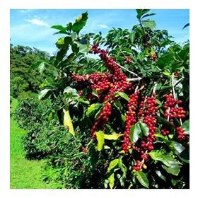 Tüplü Coffea Arabica Kahve Fidanı
