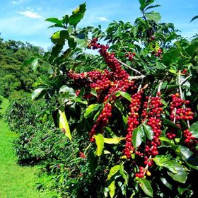 Tüplü Coffea Arabica Kahve Fidanı