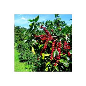 Tüplü Coffea Arabica Kahve Fidanı