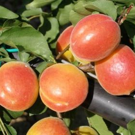 Tüplü Çok İri Meyveli Aldeniz Perfect Red Kayısı Fidanı