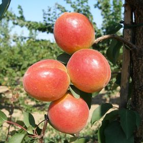 Tüplü Çok İri Meyveli Aldeniz Perfect Red Kayısı Fidanı