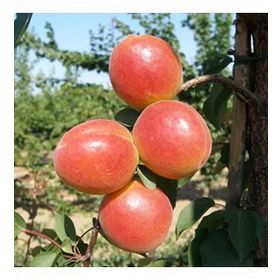 Tüplü Çok İri Meyveli Aldeniz Perfect Red Kayısı Fidanı