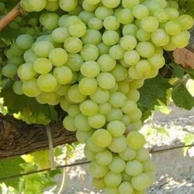Tüplü Çok İri Salkımlı Verimli K-7 Çekirdeksiz Üzüm Asma-Bağ Fidanı