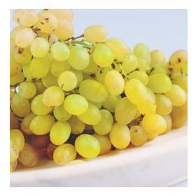 Tüplü Çok Verimli Aromatik Thomson Çekirdeksiz Üzüm Asma-Bağ Fidanı