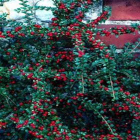 Tüplü Cotoneaster Taş Elması Fidanı